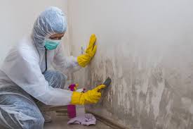  Highland Village, TX Mold Remediation Pros